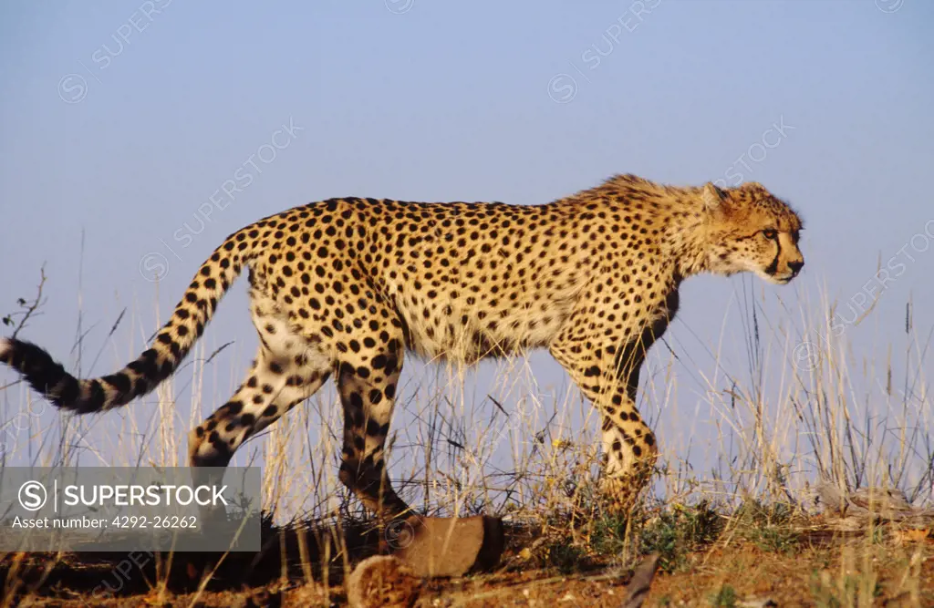 Africa, Tanzania, cheetah
