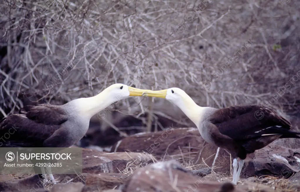 Galapagos island, albatros mating dance