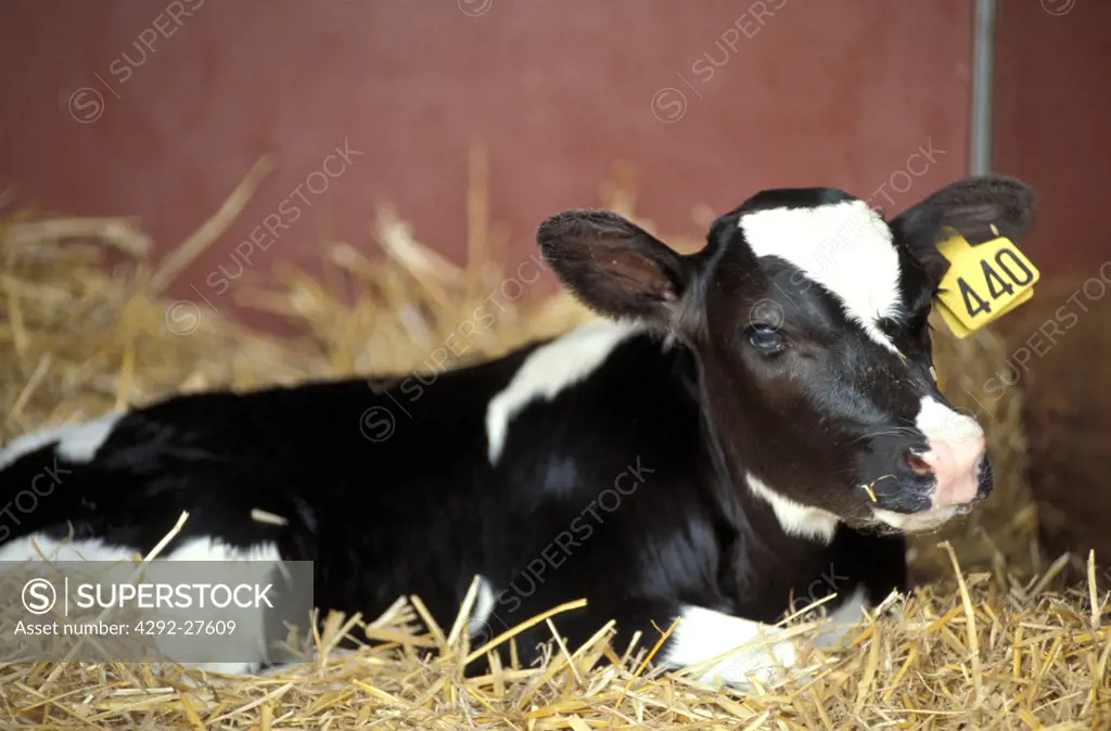 Holstein cattle, calf