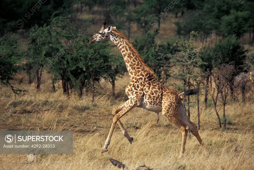Africa, Tanzania, Serengeti national park, giraffe