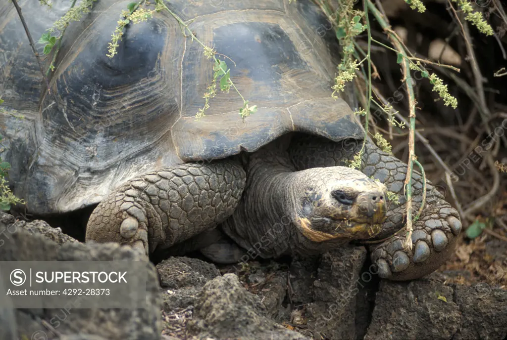 South America, Galàpagos, Giant Tortoise (Geocheione elephantopus)