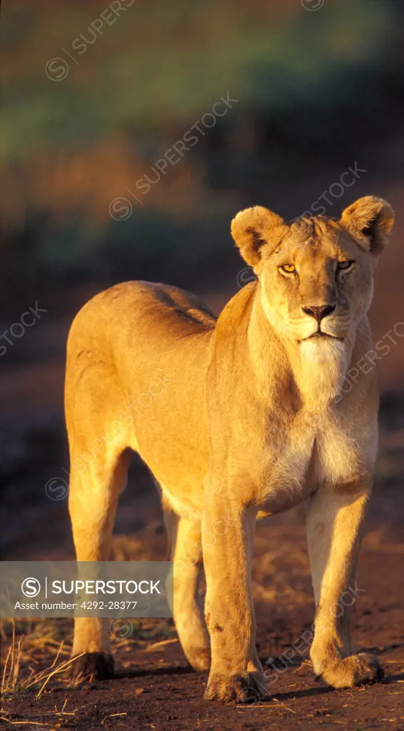 Africa, Tanzania, Serengeti National Park, lioness's portrait