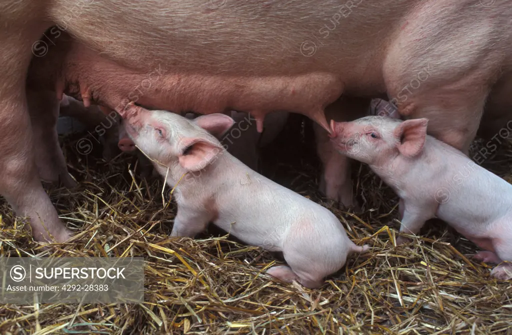 Two piglets with nursing sow