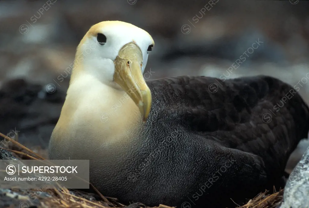 Galapagos island, albatros portrait