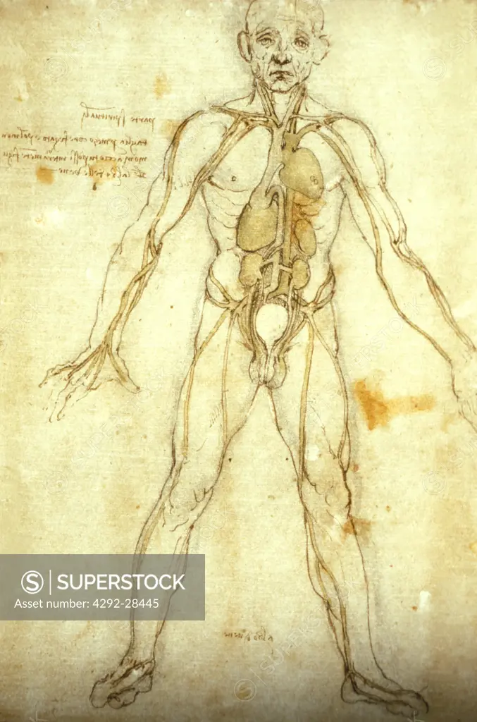 Leonardo da Vinci original medical anatomy design