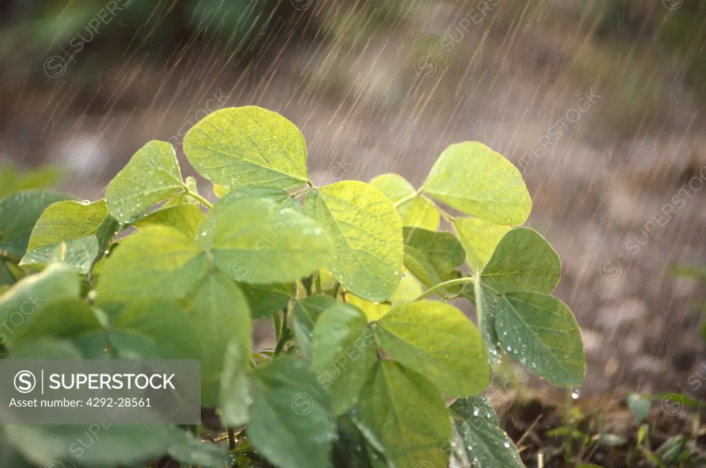 soybean plant under rain