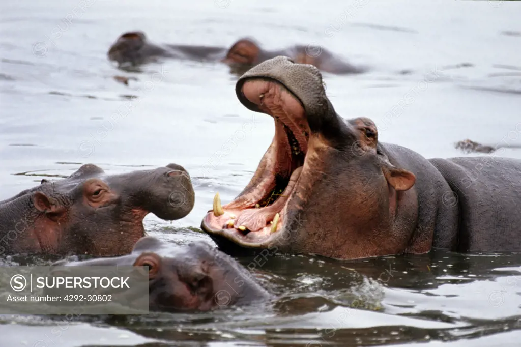 Africa, Tanzania, Serenti national Park, Group of hippos