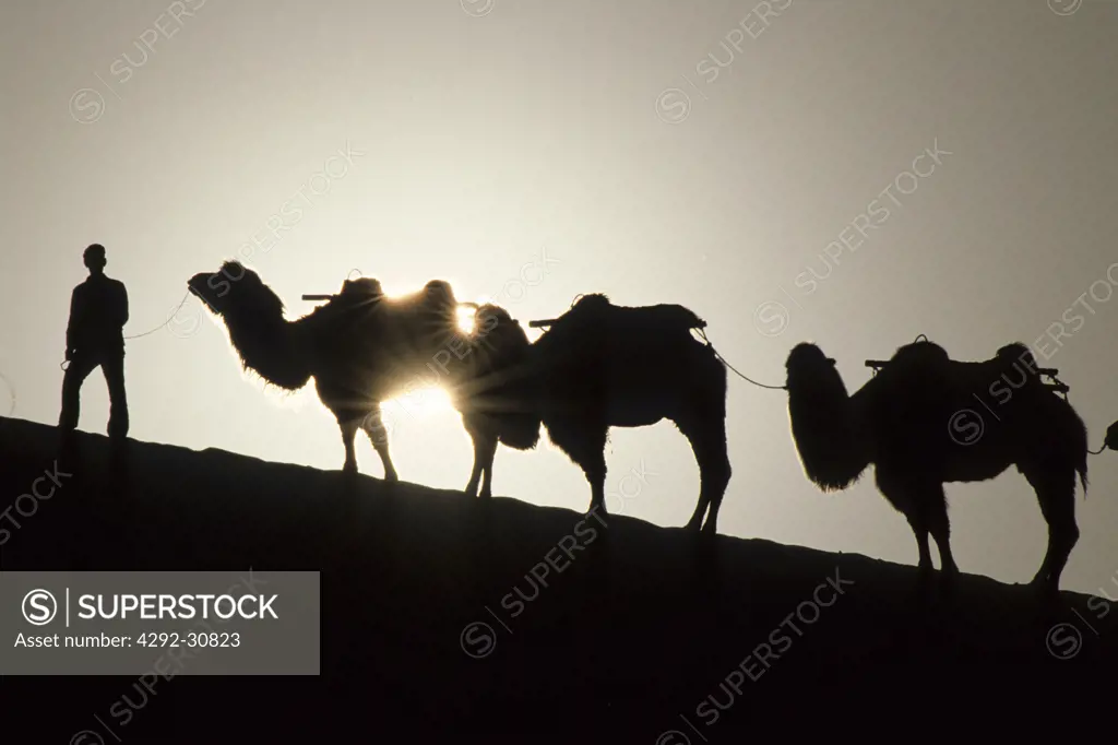 Camel caravan at sunset. Gobi desert. China.