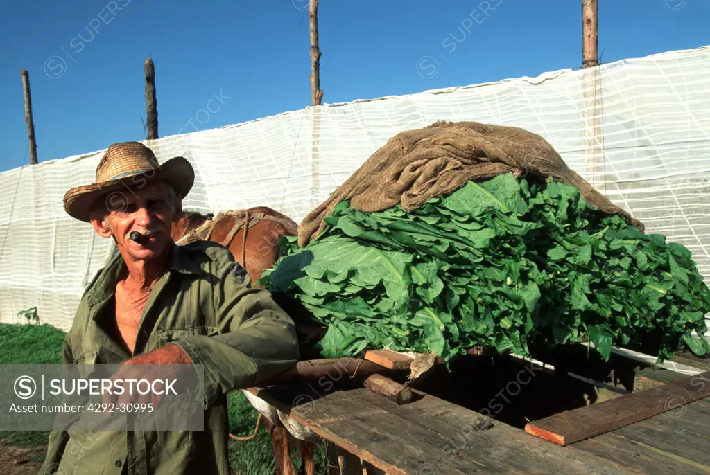 Cuban farmer with tobacco crop