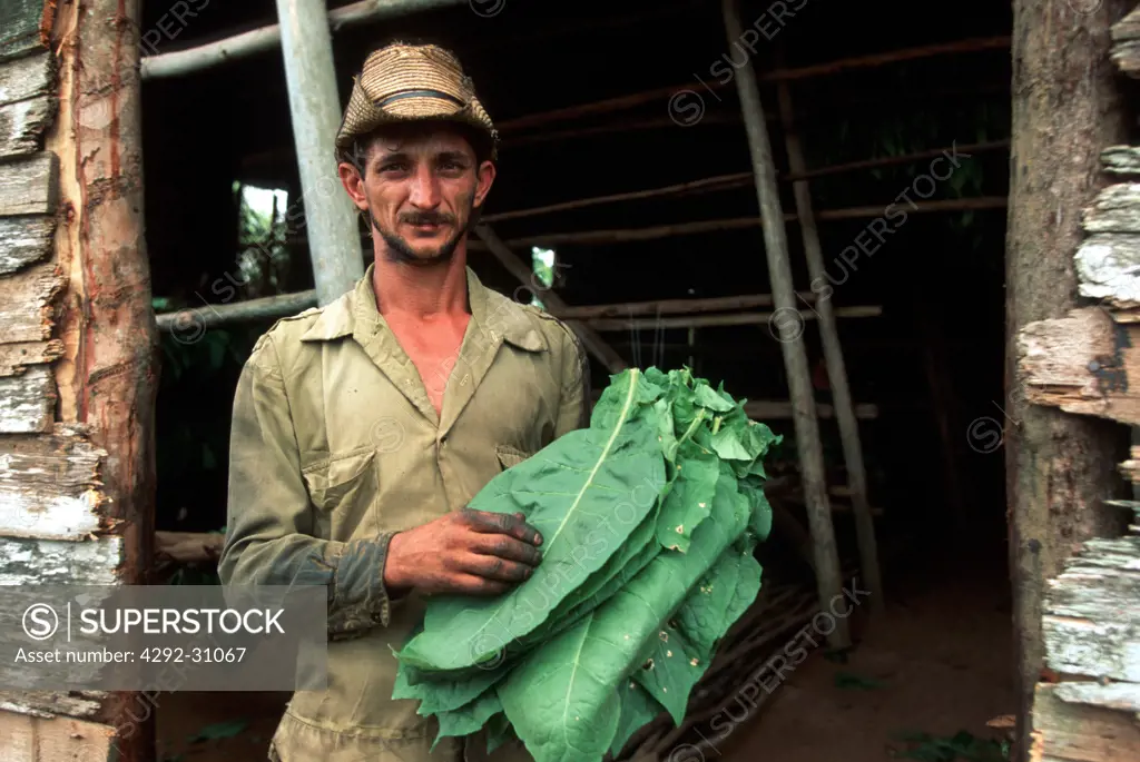Pinar del Rio tobacco grower Cuba
