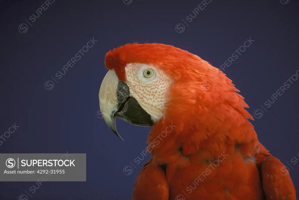 Amazon's parrot. Red and green Macaw