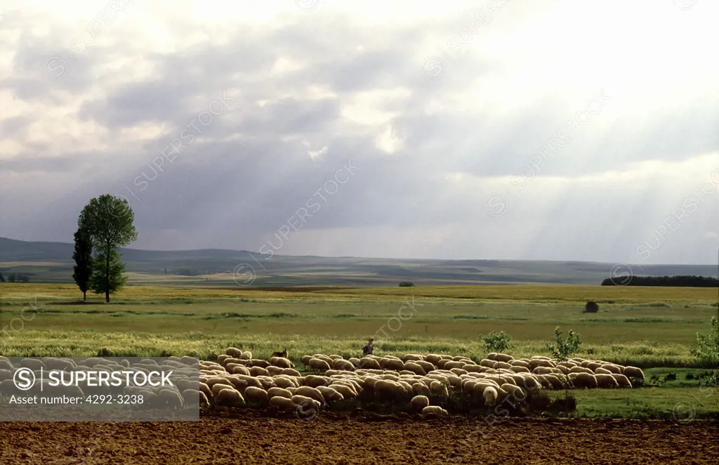 Spain - Sheep flock near Salamanca
