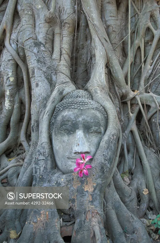 Thailand. Ayutthaya. Budha's stone head at temple Wat Phra Mahathat