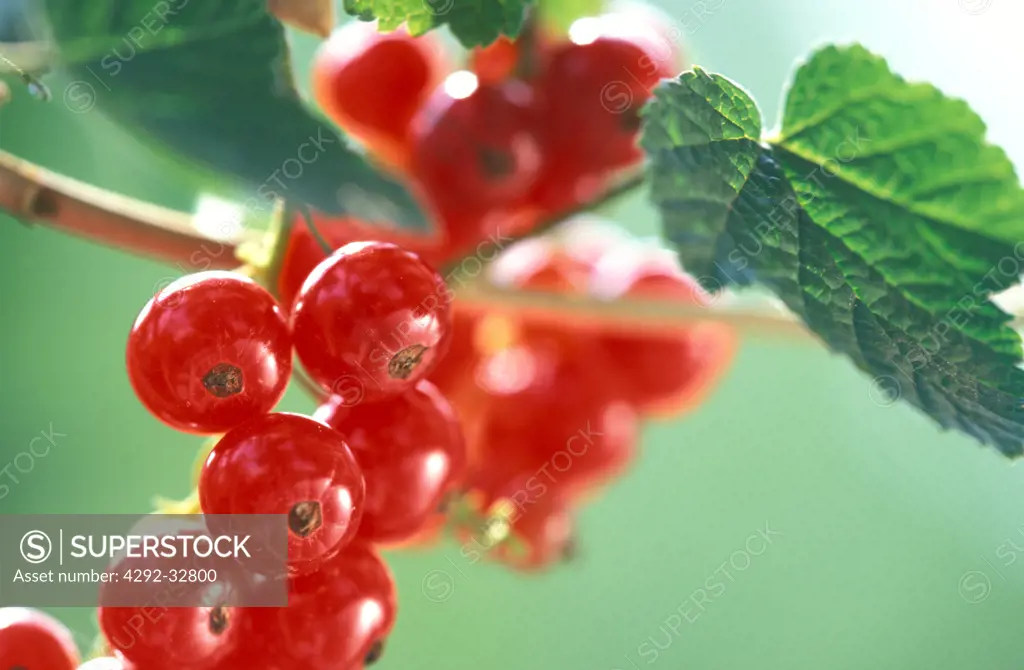 Close up of red currant