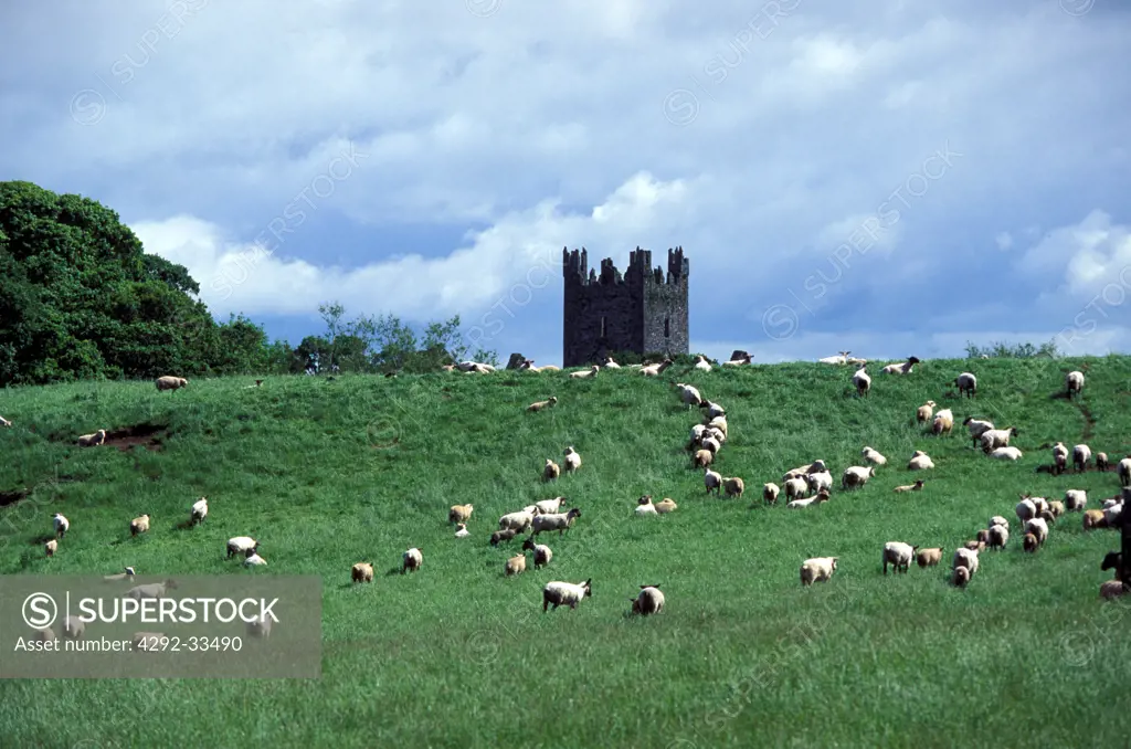 Ireland, Kilkenny county, sheeps grazing