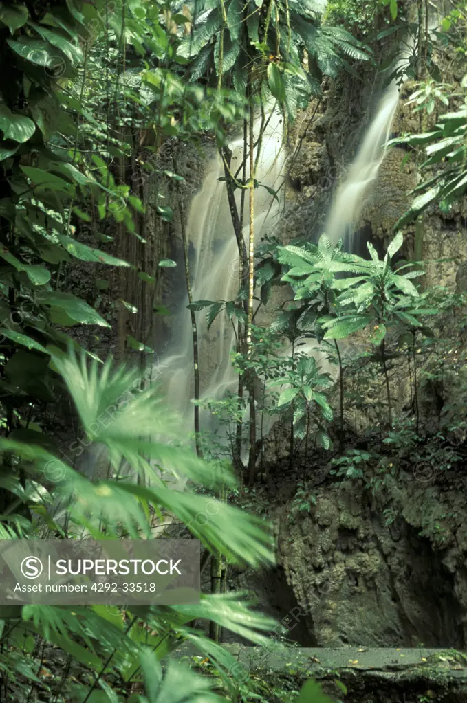 Jamaica, Port Antonio, tropical rain forest