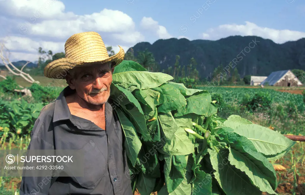 Cuba, Pinar del Rio, Vuelta Abajo, tobacco grower