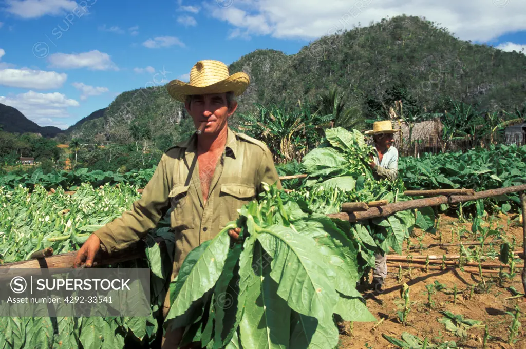 Cuba, Pinar del Rio, Vuelta Abajo, tobacco grower