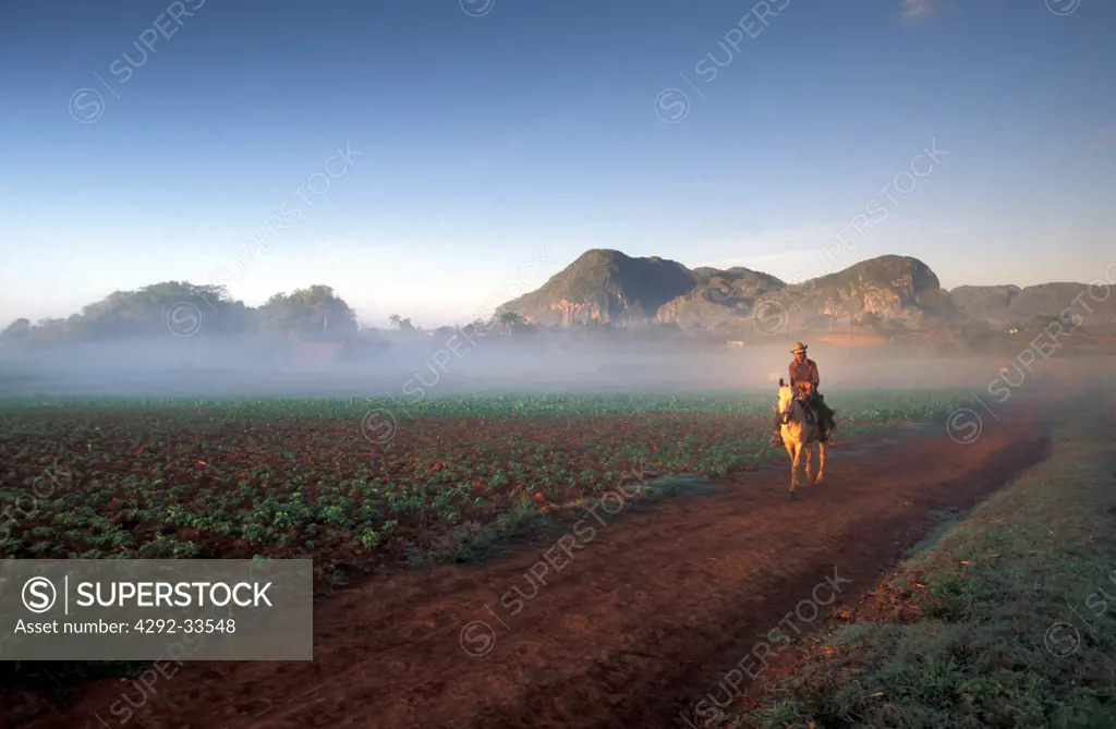 Cuba, Pinar del Rio, Vinales, tobacco fields