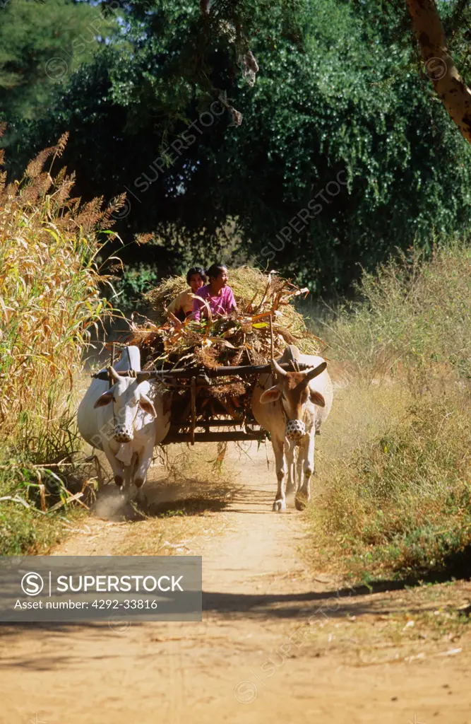 Burma, Bagan, cattle cart
