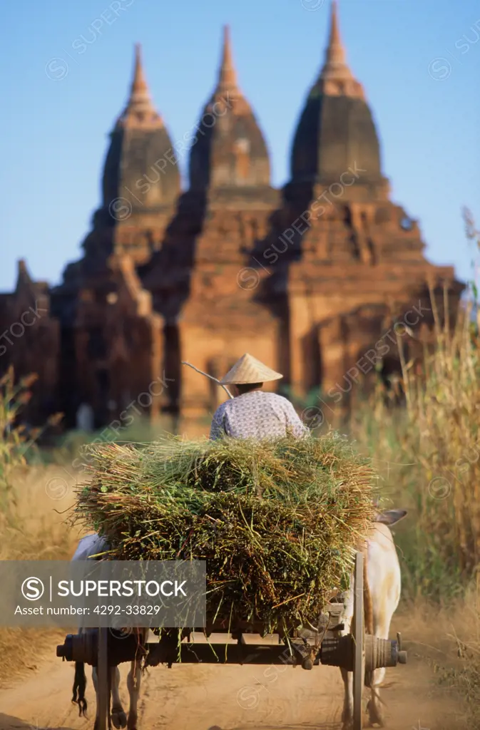 Burma, Bagan, cattle cart and pagodas
