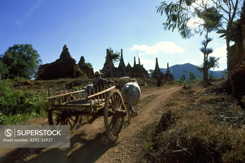 Myanmar, Burma, Shah State.Inle lake, Indein village, cattle cart and pagodas
