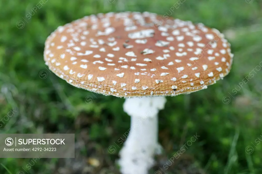 Mushroom (amanita muscaria)