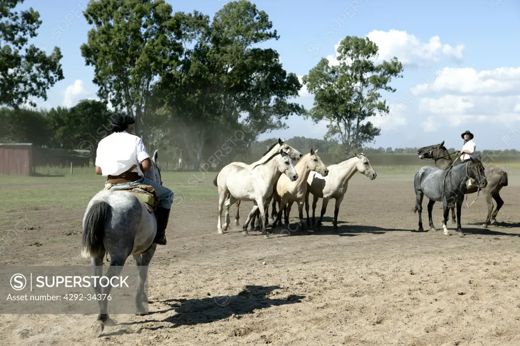 South America, Argentina, Gauchos with horses at La Pampa Estancia