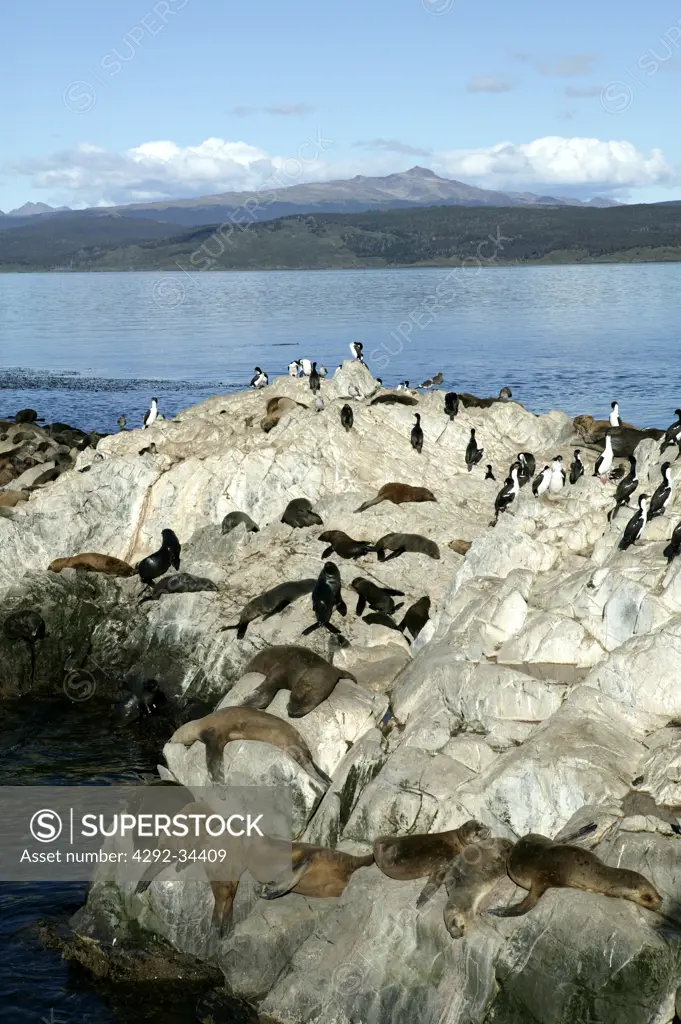Argentina, Patagonia, Tierra del Fuego, Ushuaia, Beagle Channel, Sea lions and penquins