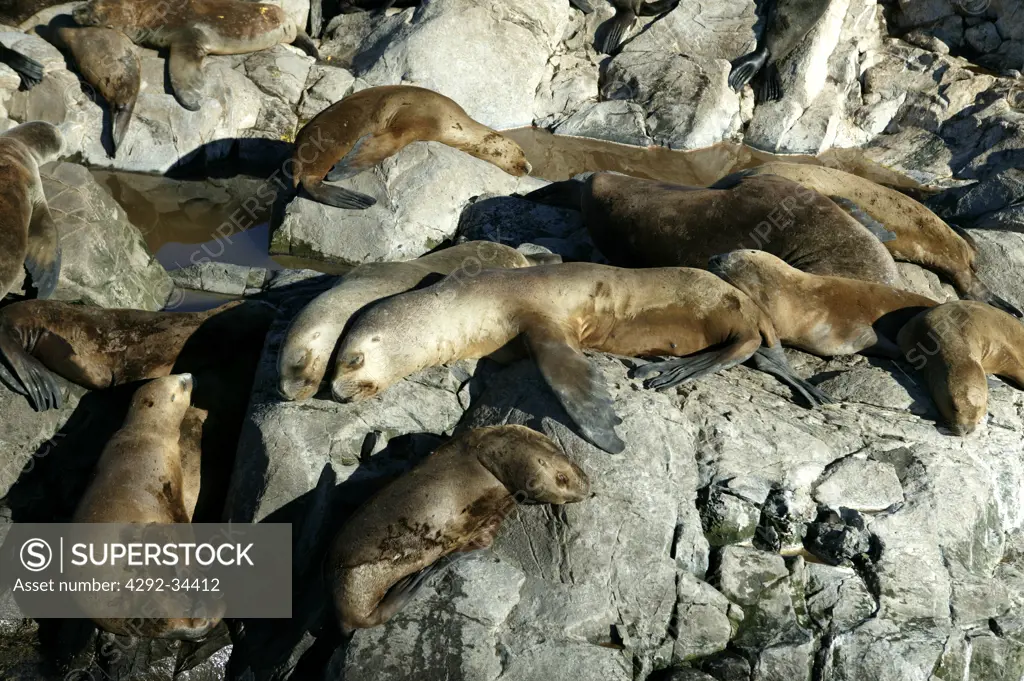 Argentina, Patagonia, Tierra del Fuego, Ushuaia, Beagle Channel, Sea lions