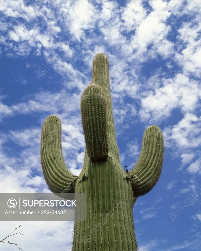 USA, Arizona, Saguaro cactus