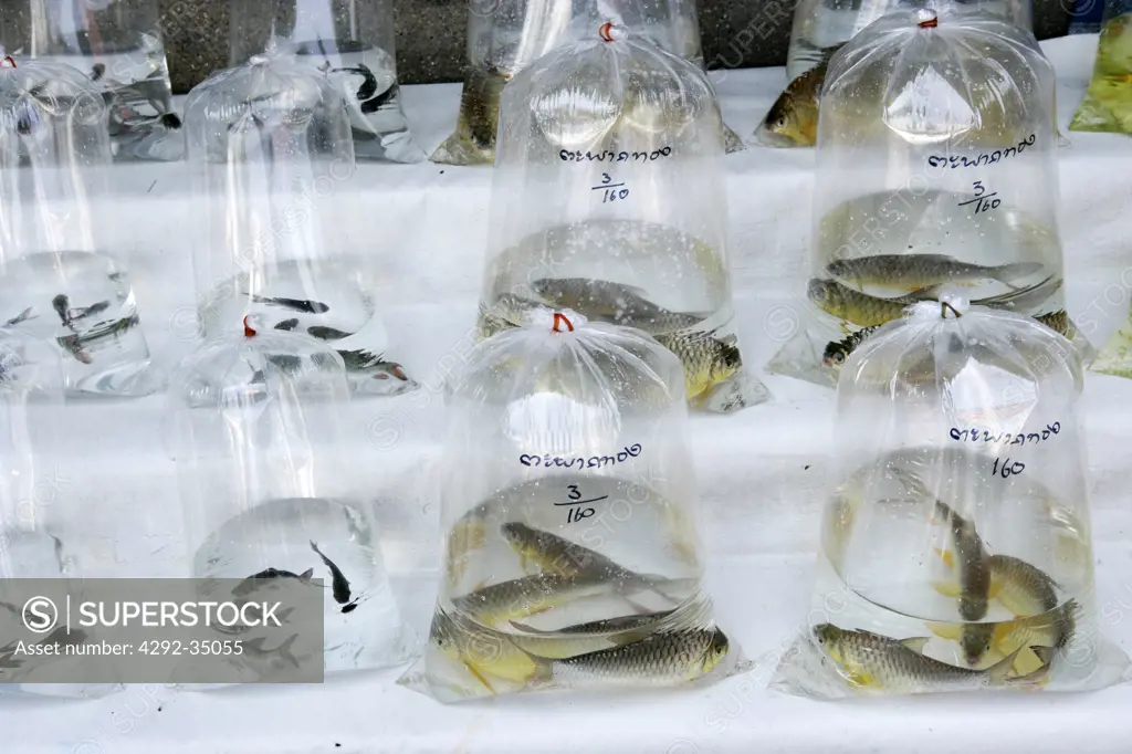 Fishes on sale at Chatusak Market, Bangkok, Thailand