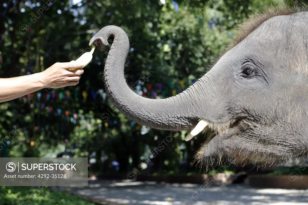 Baby Elephant (Elephas maximus) taking a Banana from a man at the Elephant Park of Bangkok, Thailand
