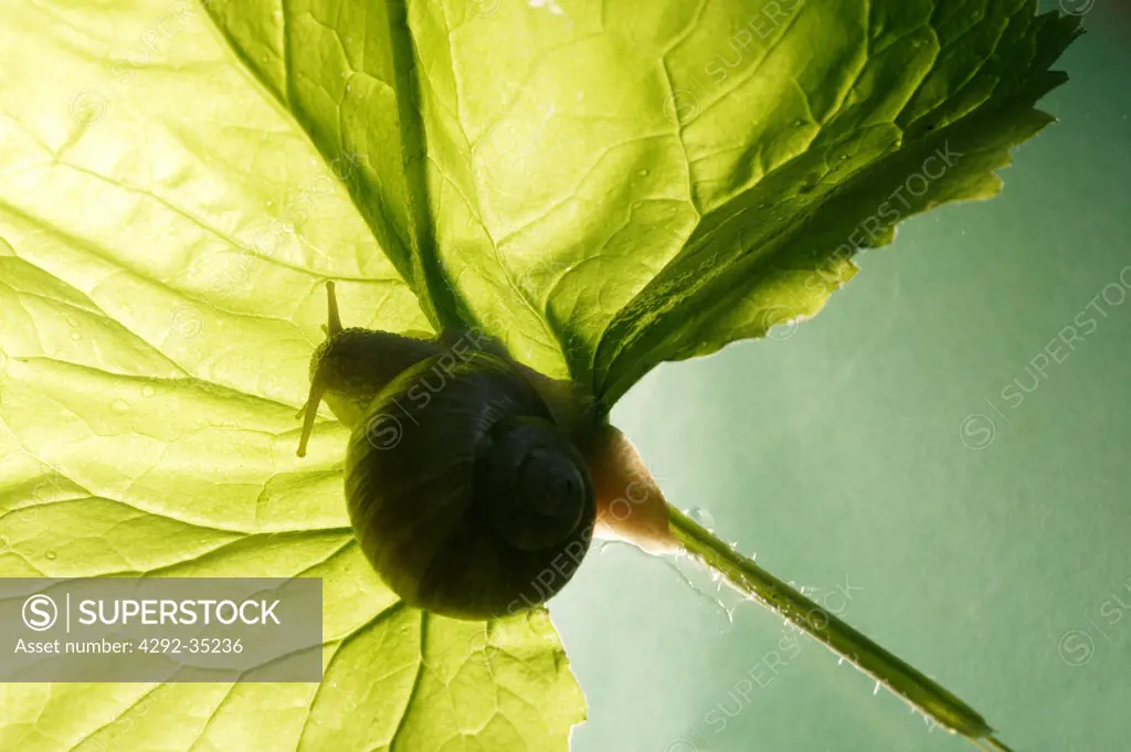 Snail's silhouette under a leaf
