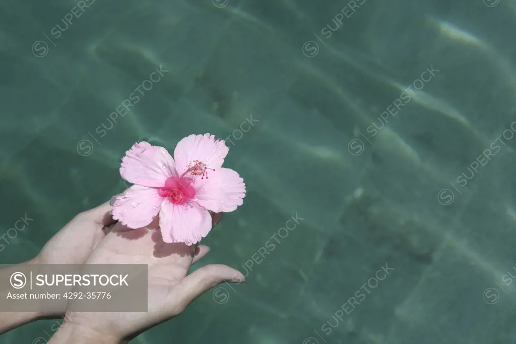 Woman's hand holding a tropical flower