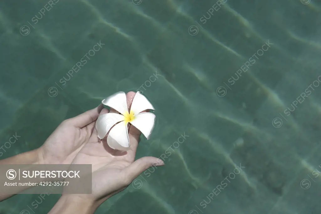 Woman's hand holding a frangipane flower