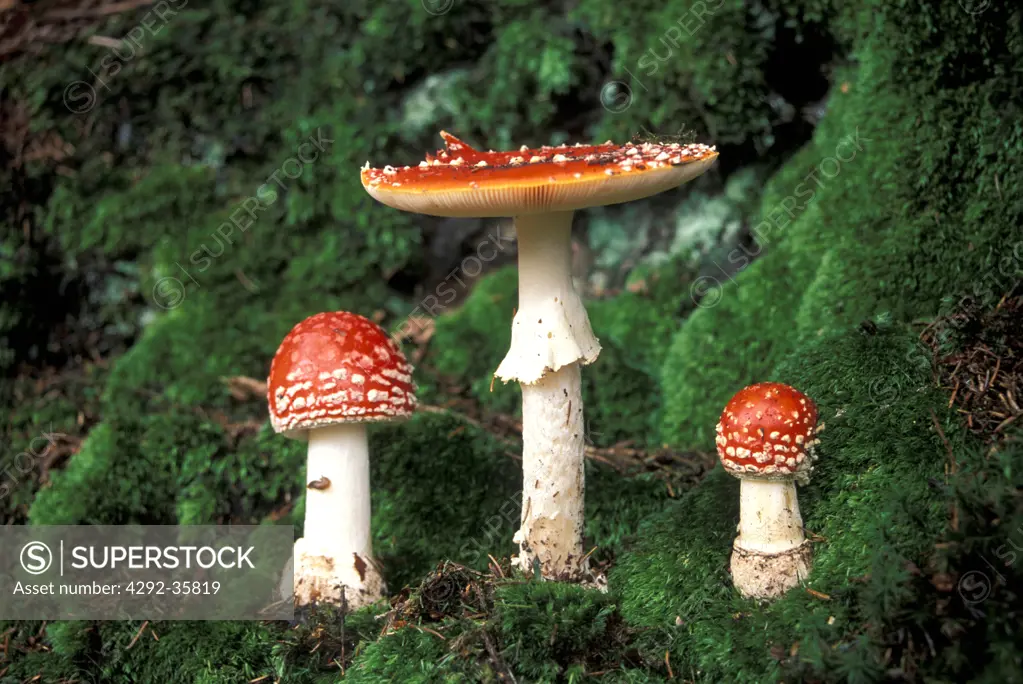 Mushroom, Amanita Muscaria