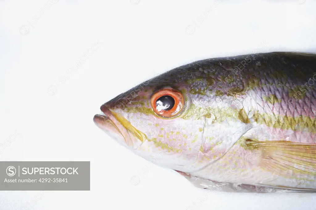Yellowtail snapper, close up