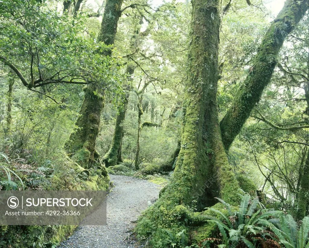 New Zealand, West Coast of the South Island, the rain forest
