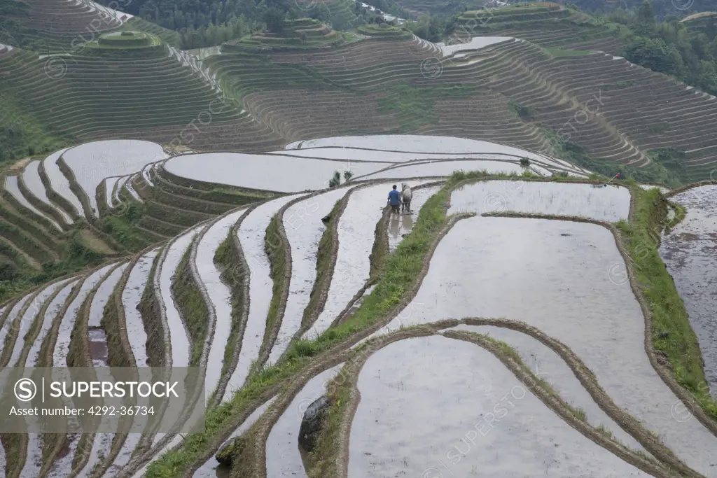 China. Guangxi Province. Guilin. Longsheng terraced ricefields