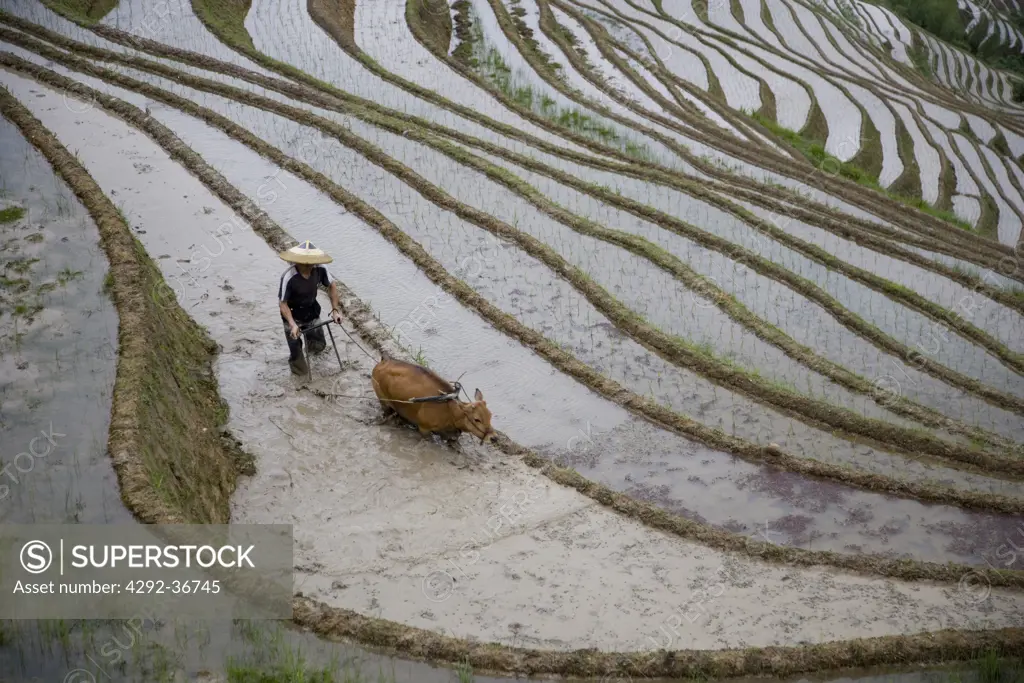 China. Guangxi Province. Guilin. Longsheng terraced ricefields