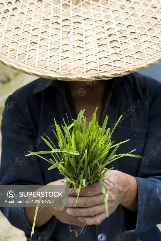 China. Guangxi Province. Guilin. Longsheng terraced ricefields, farmer with rice plant