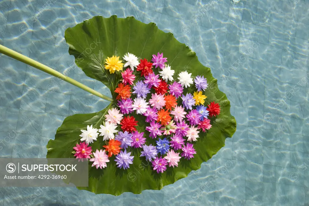 Water lillies on leaf