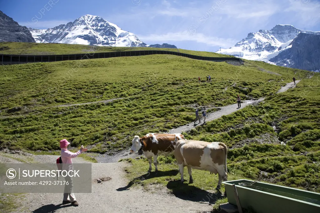 Switzerland, Canton Bern, Berner Oberland, Kleine Scheidegg.