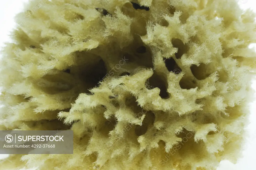 Close up of a sponge