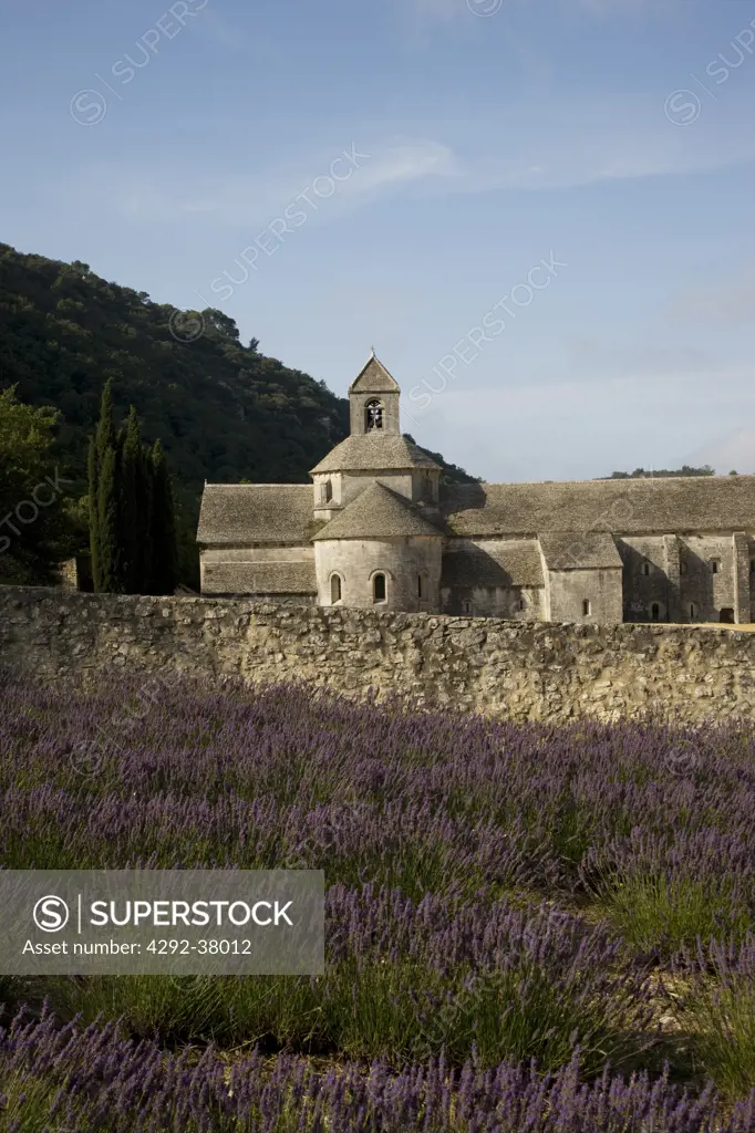 France, Provence, Vaucluse, Senanque Abbey and a crop of Lavender.