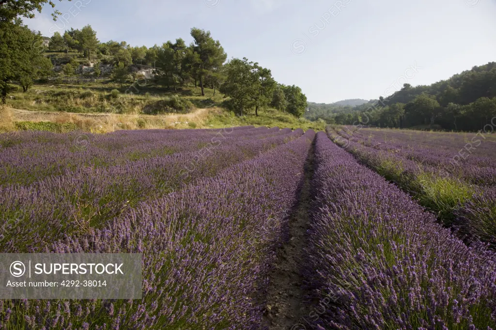 France, Provence, Lavender Fields.