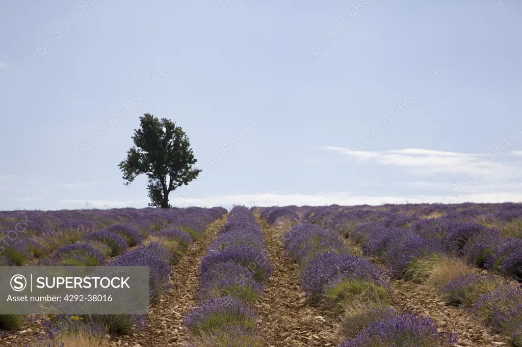 France, Provence, Vaucluse, Lagarde d'Apt, Lavender Fields.