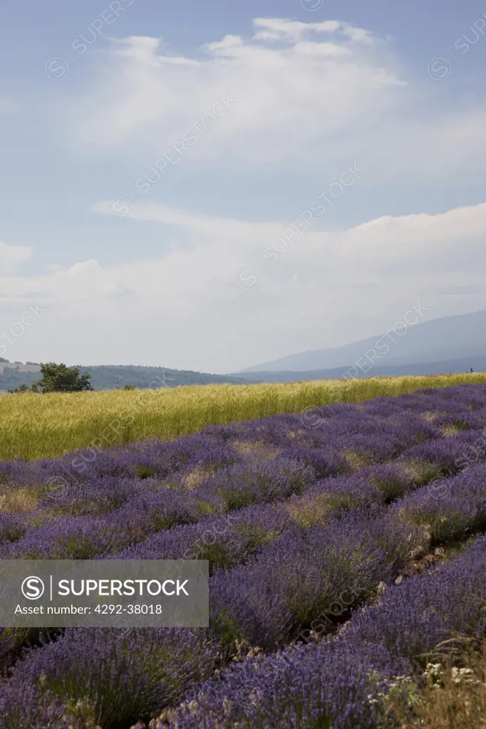 France, Provence, Sault en Provence, Lavender Fields.