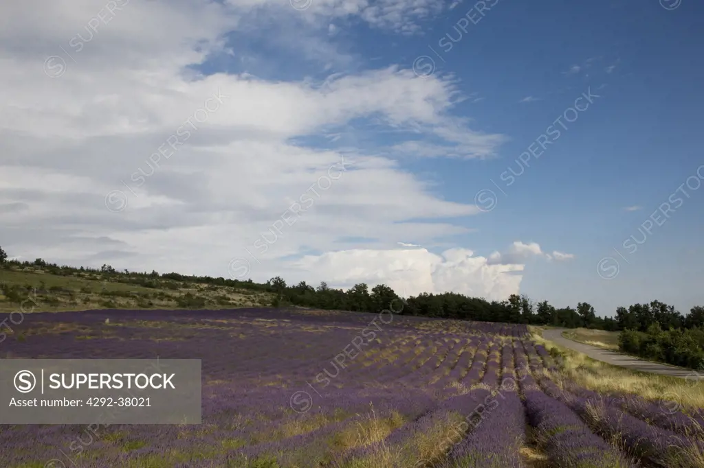 France, Provence, Sault en Provence, Lavender Fields.